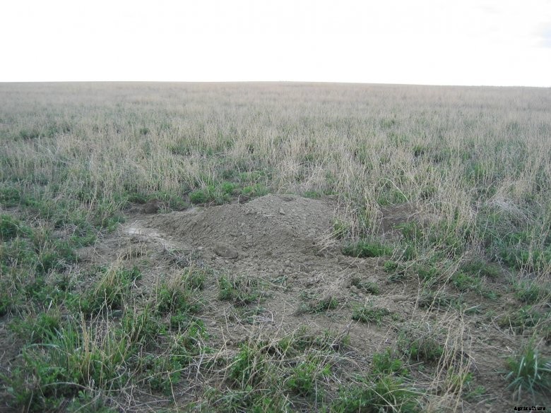 A badger mound in a field